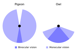 Illustration for article titled 10 Limits to Human Perception ... and How They Shape Your World